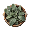 Clipped Jail Planting